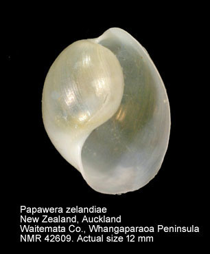 Papawera zelandiae.jpg - Papawera zelandiae(Gray,1843)
